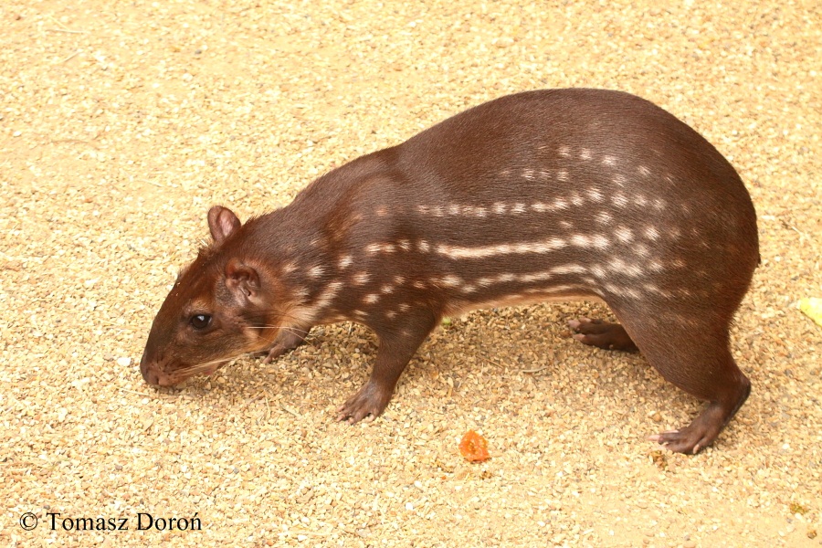 Agouti paca