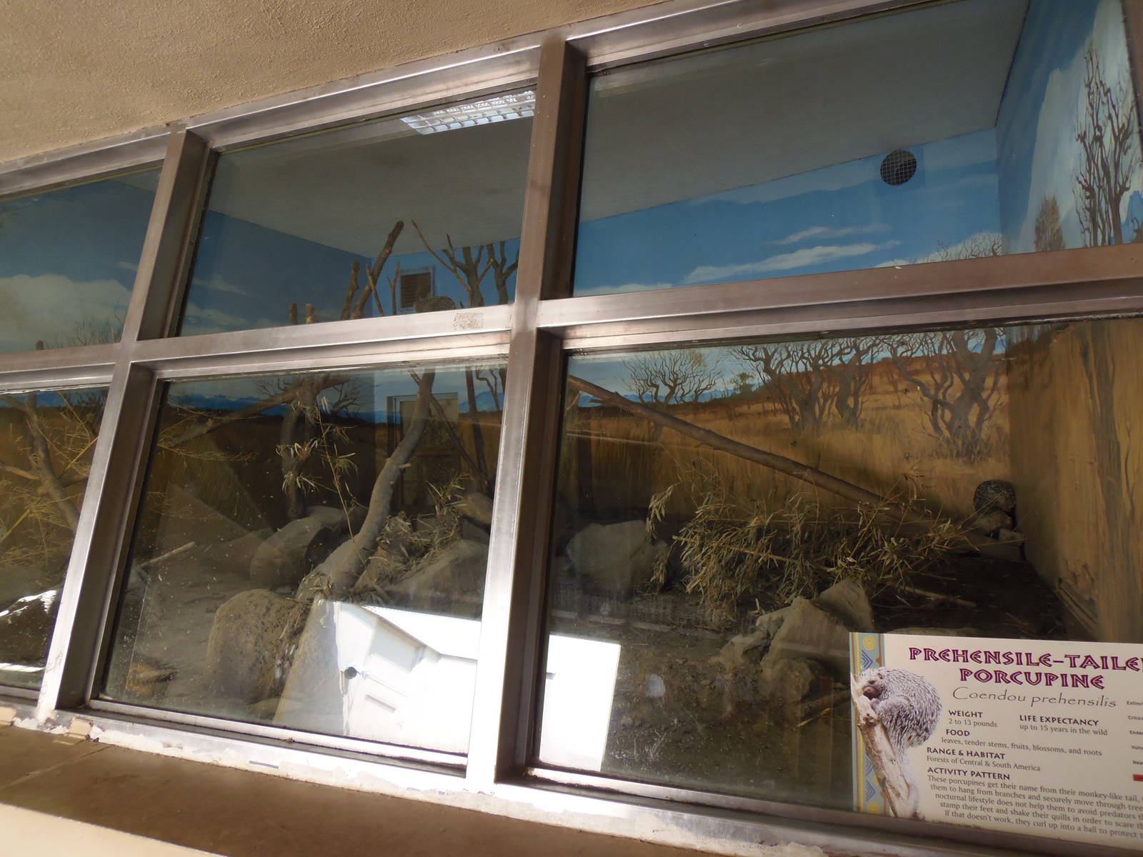 Agouti/Porcupine Exhibit