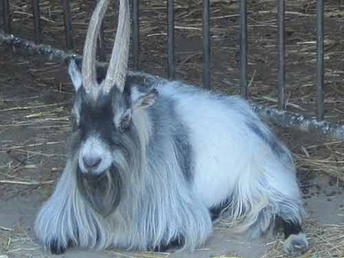 Agouti Pygmy Goat