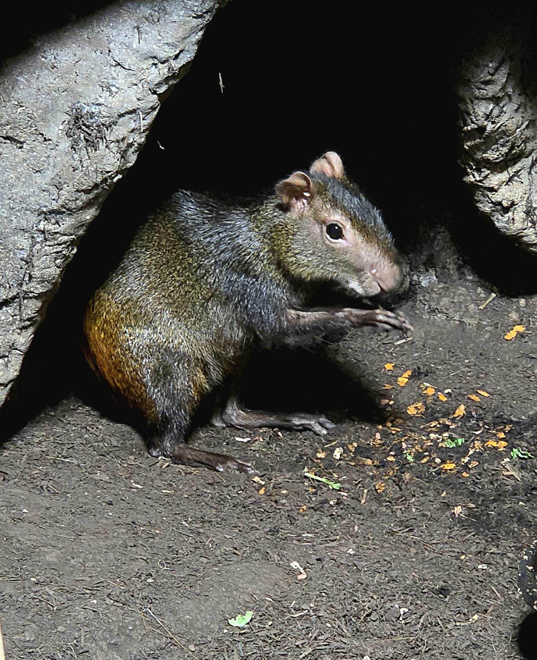 Agouti- Rainforest Adventures