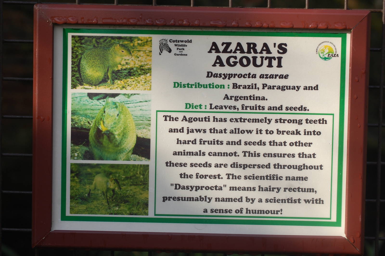 Agouti Sign