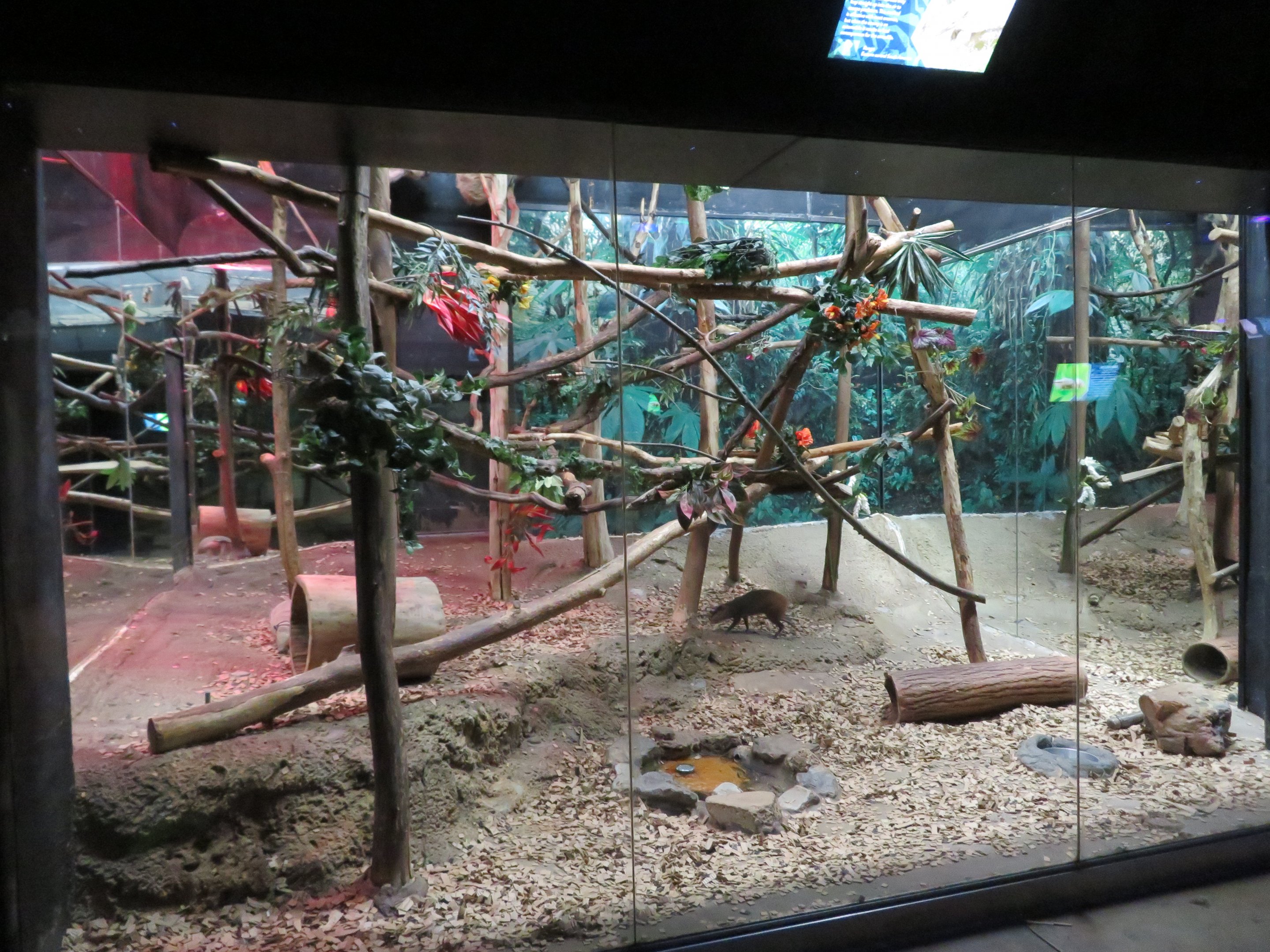 Agouti/Sloth/Armadillo Exhibit