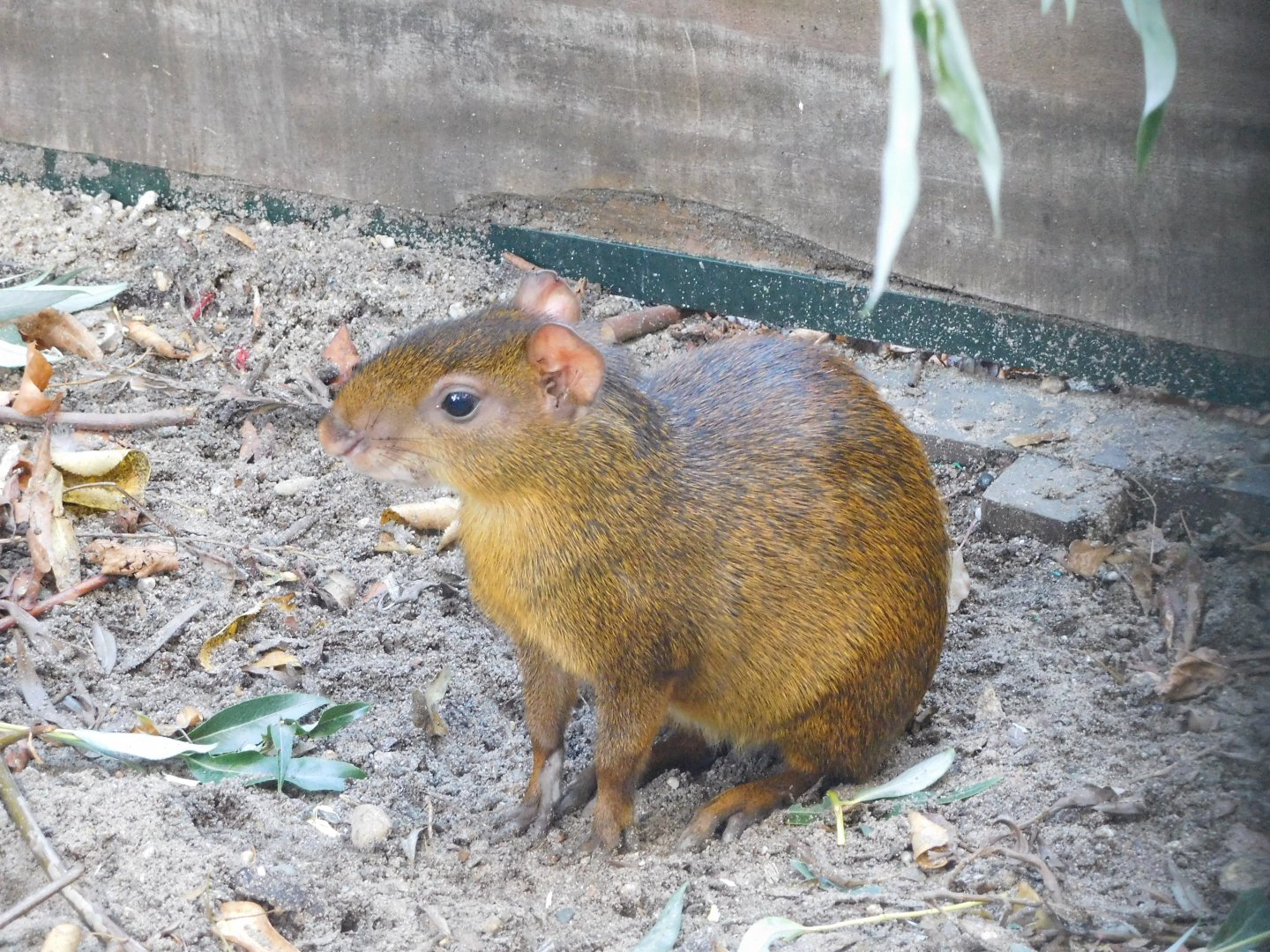 Agouti (sp. unknown)