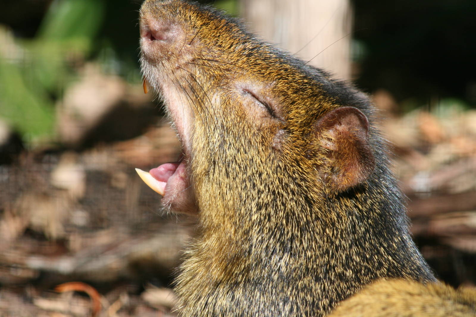 Agouti, Taronga Zoo, 8/4/2008