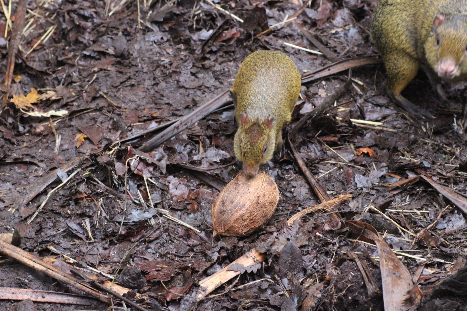 Agouti Vs Coconut, outcome still to be decided .....
