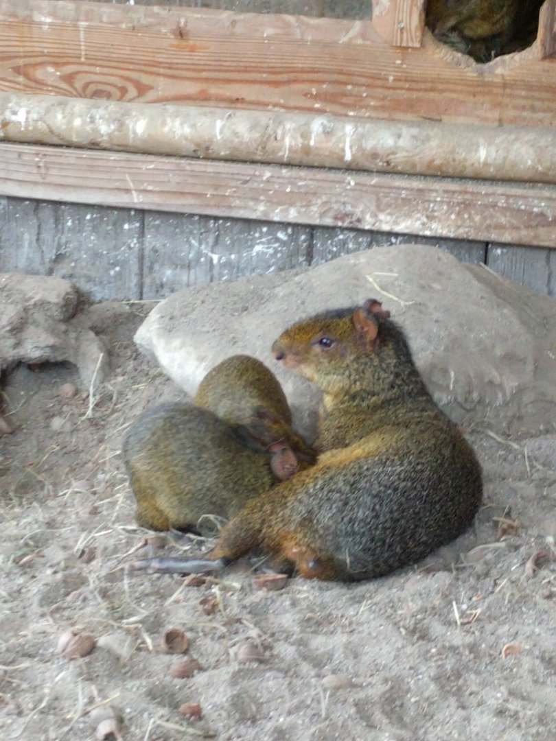 Agouti with babys