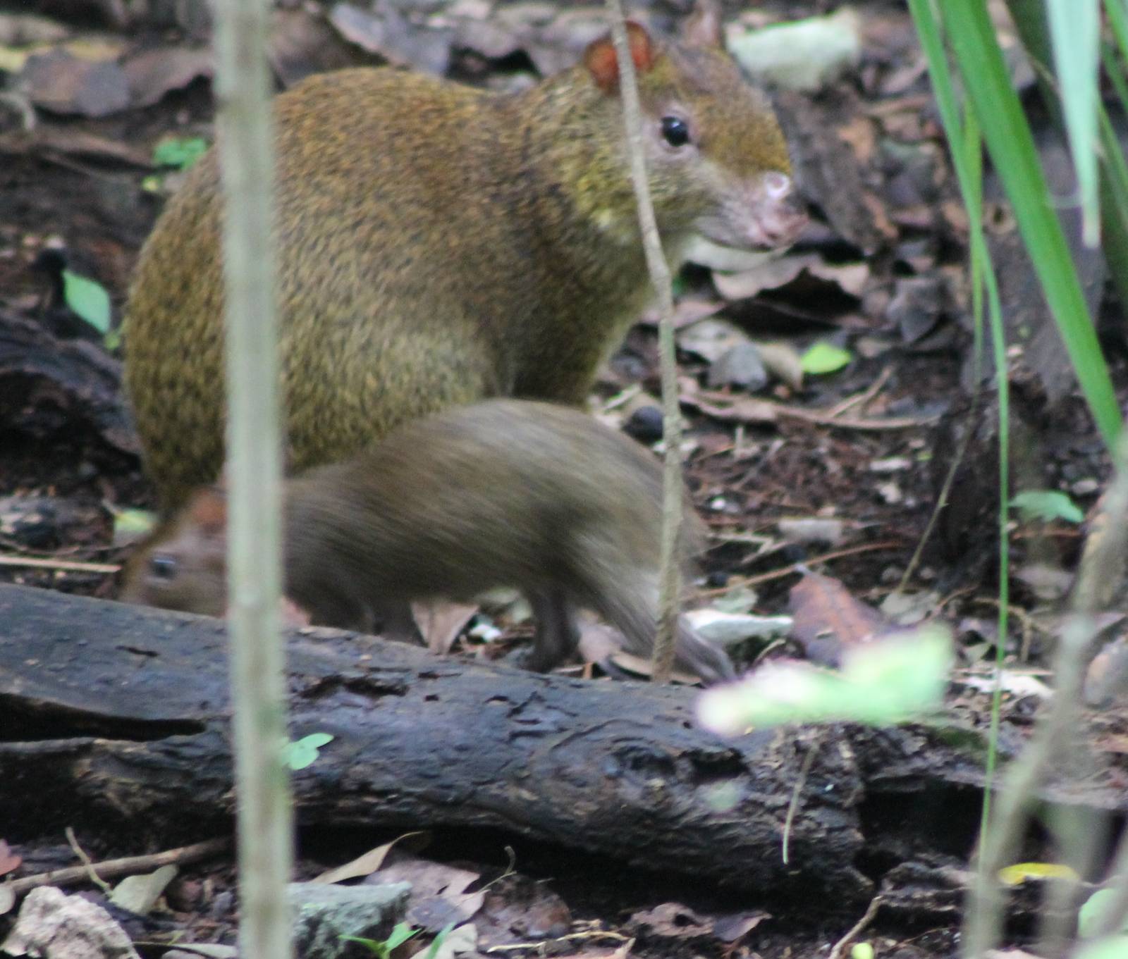 Agouti with young ID