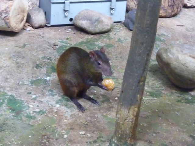 Agouti