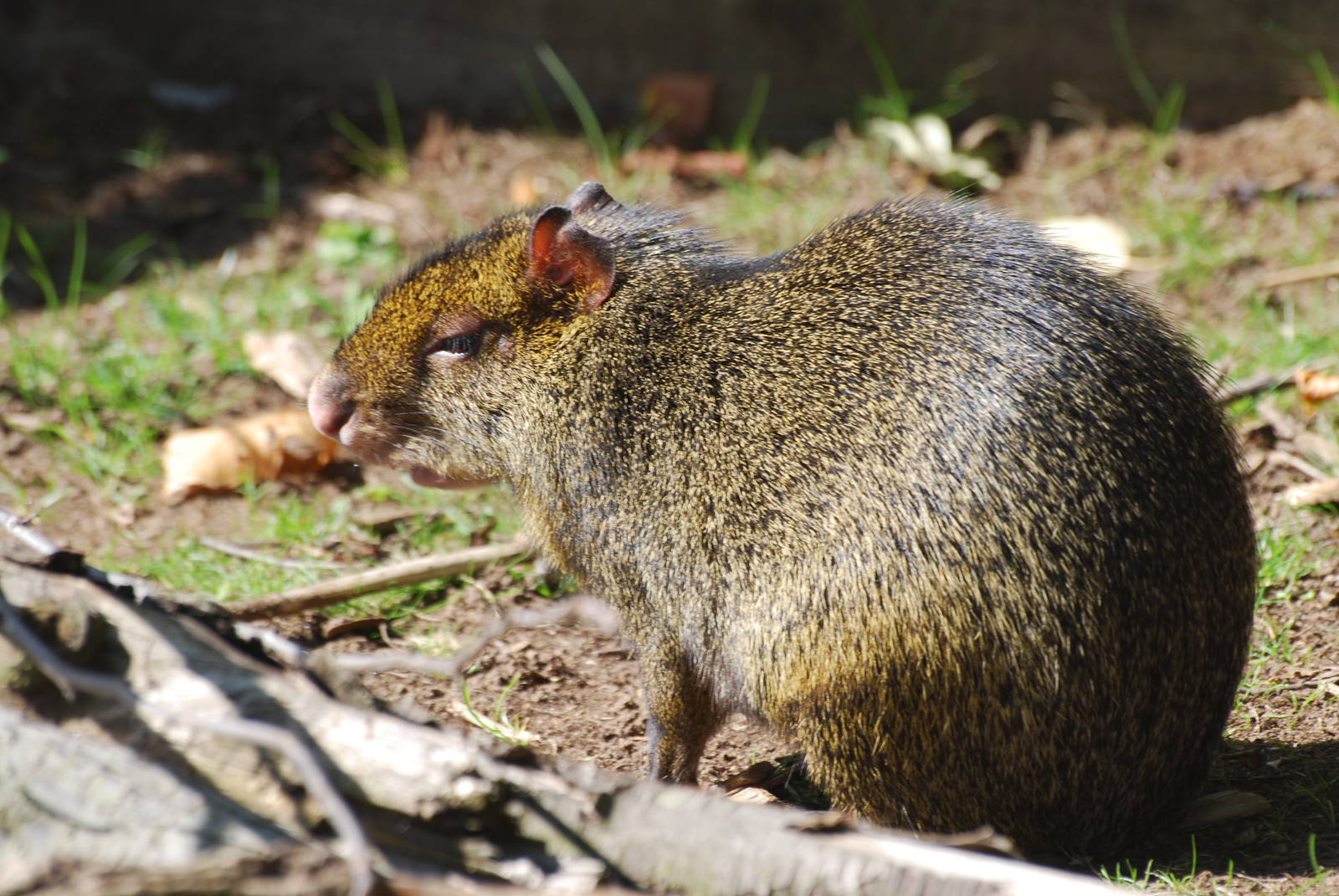 Agouti