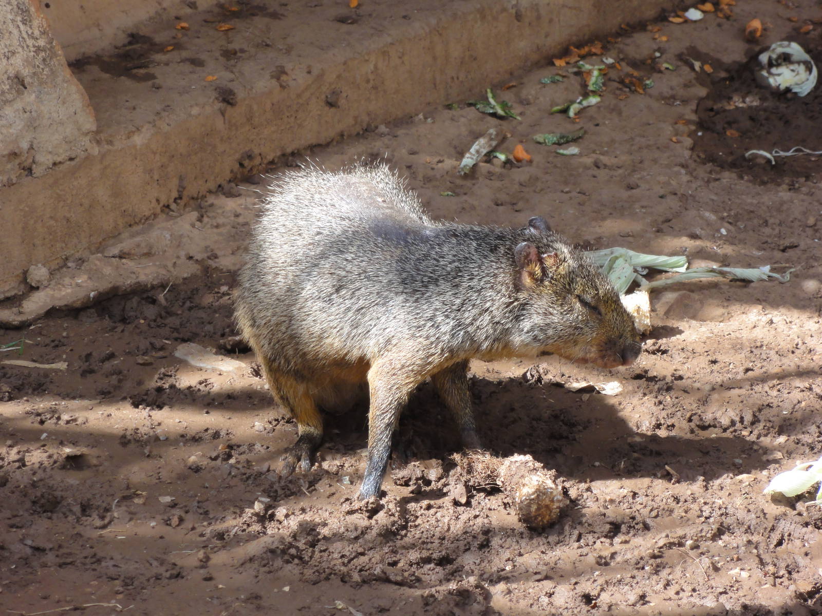 Agouti
