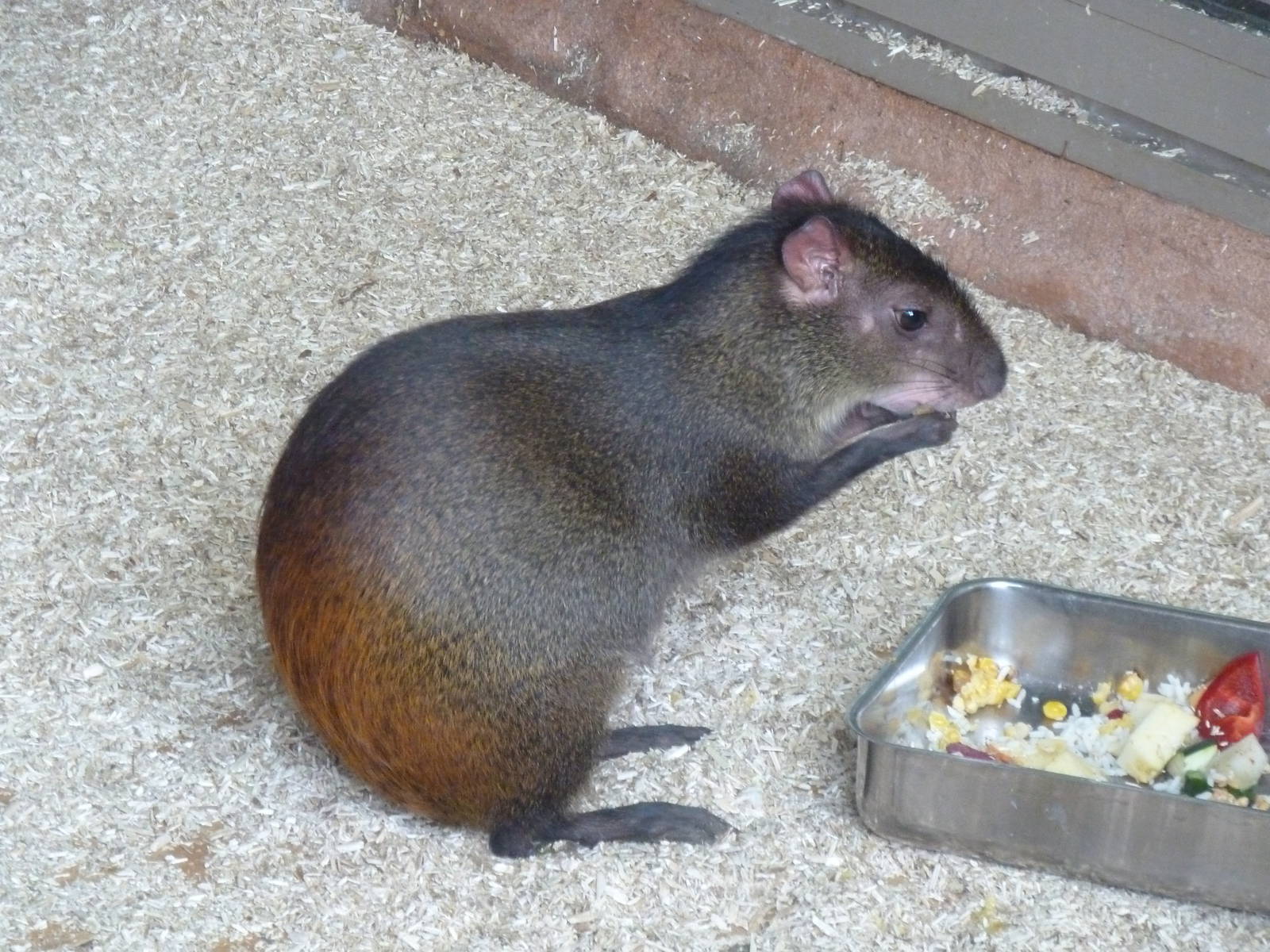 Agouti