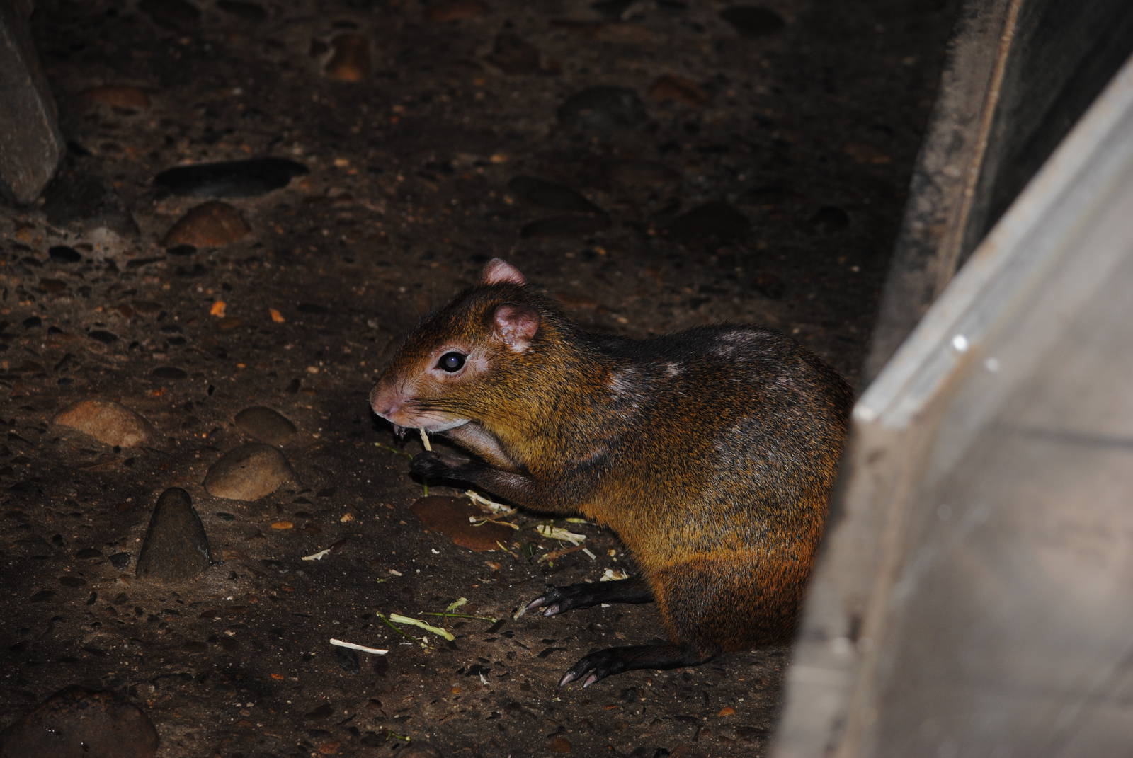 Agouti