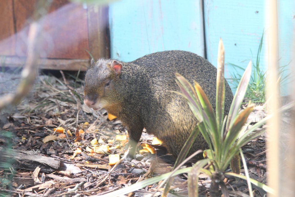Agouti