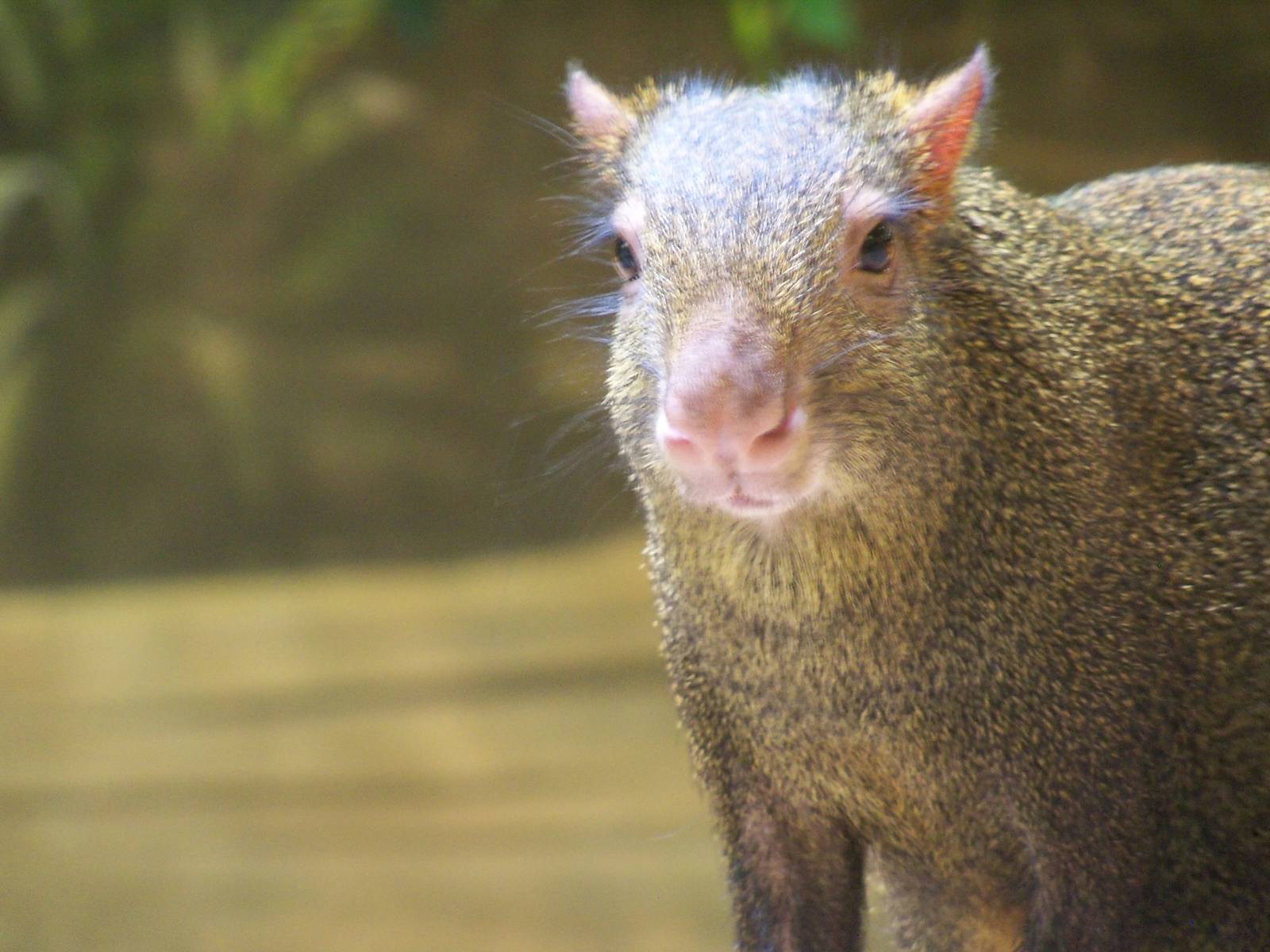 Agouti