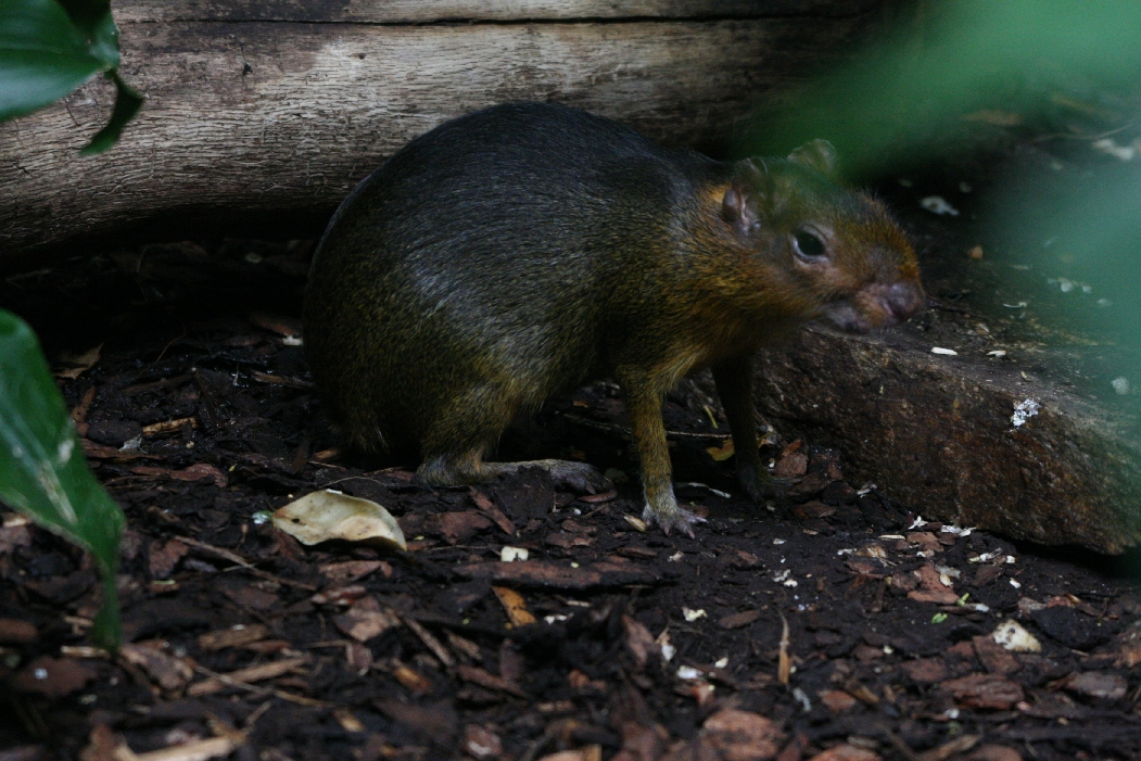 Agouti