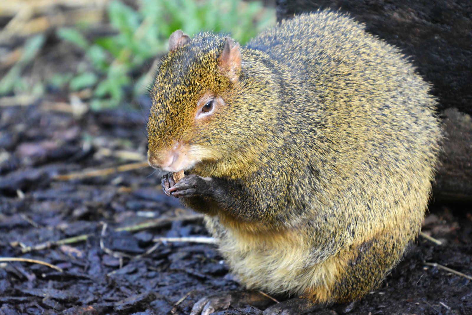 AGOUTI