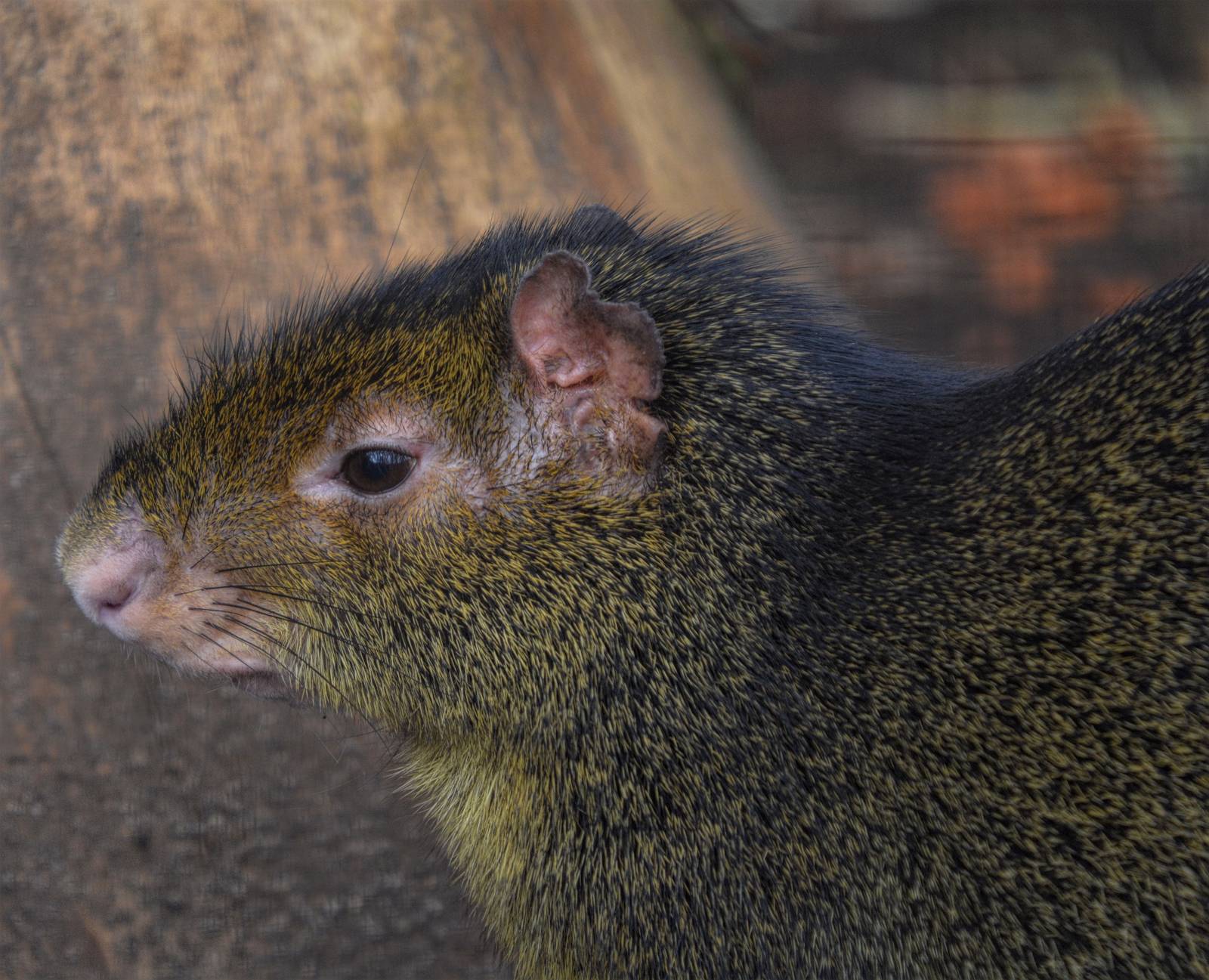 AGOUTI