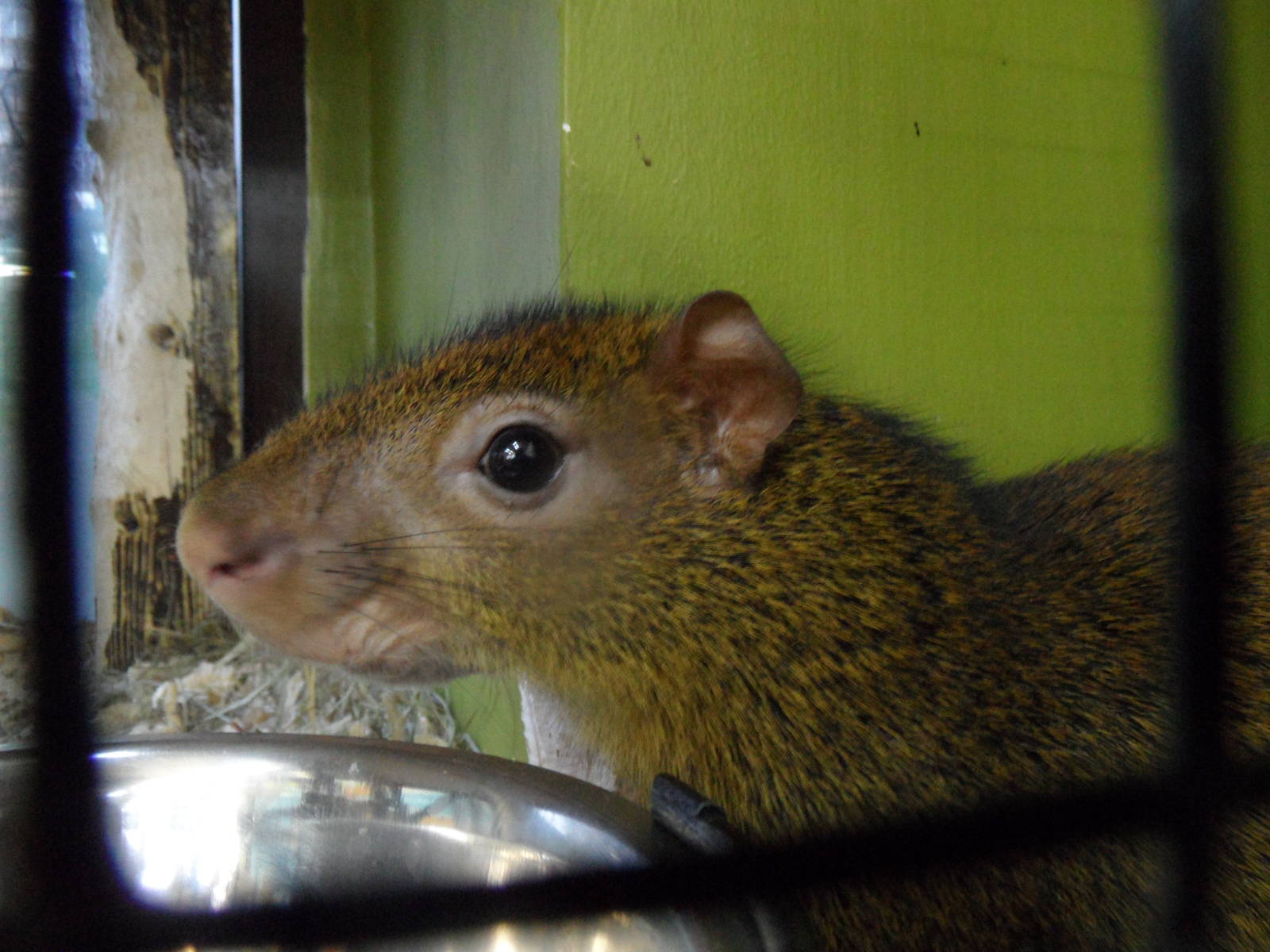 Agouti