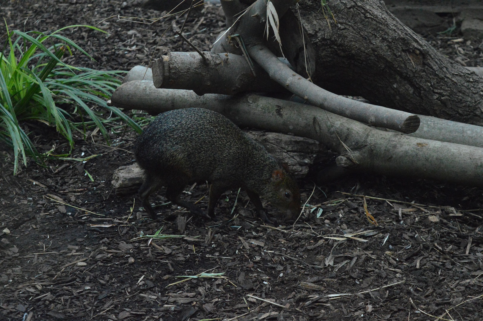 Agouti