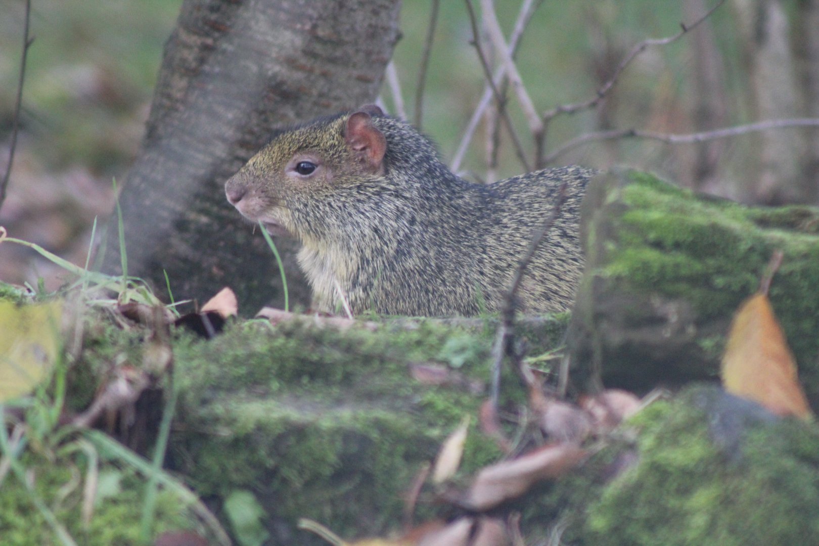 Agouti