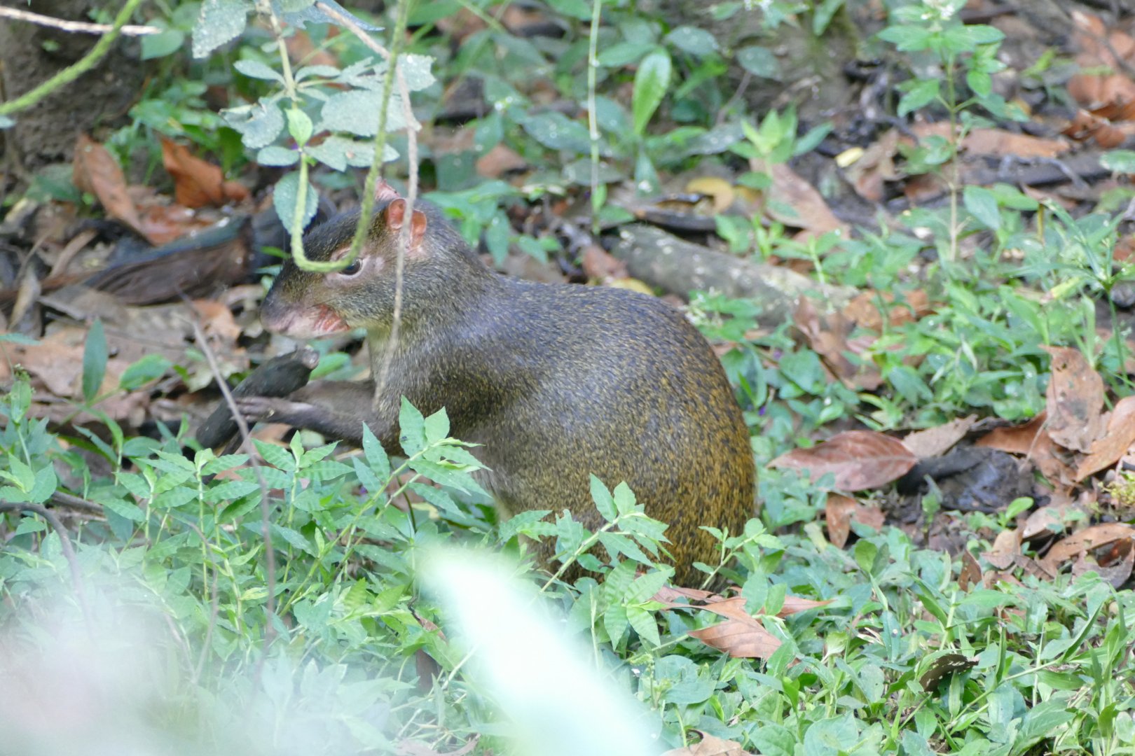 Agouti
