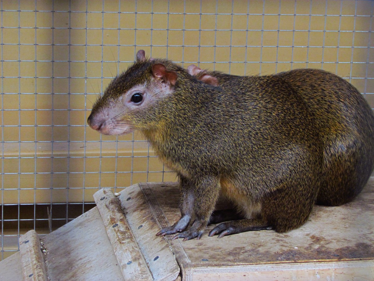 Agouti