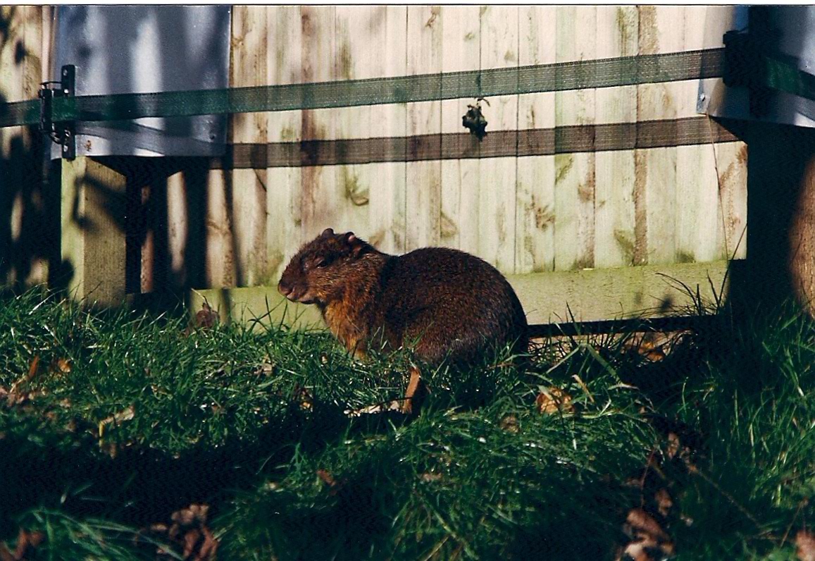 AGOUTI