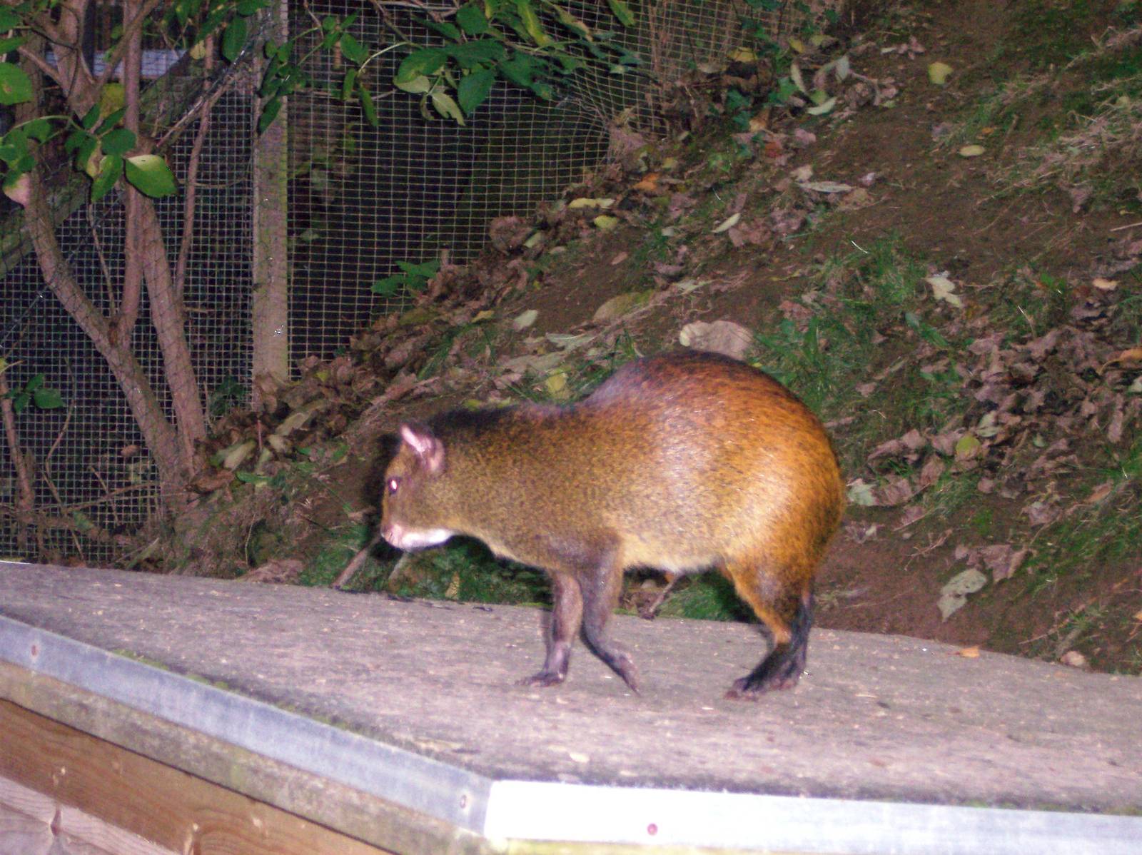 Agouti