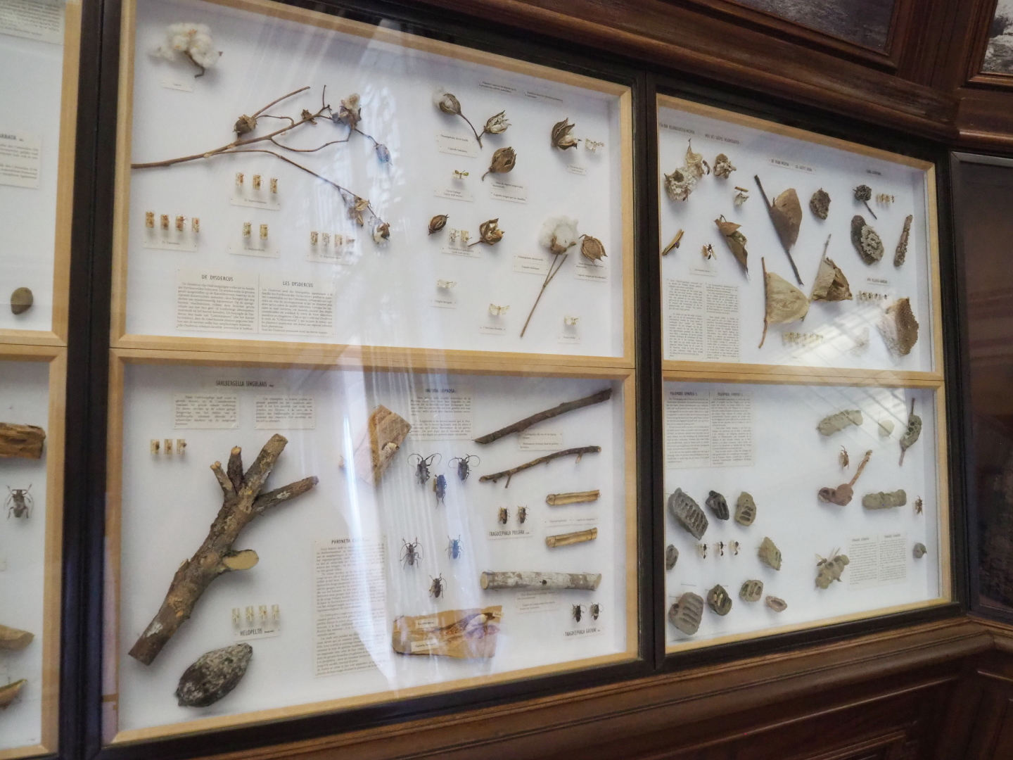 Agricultural pests displays, 2021-10-20