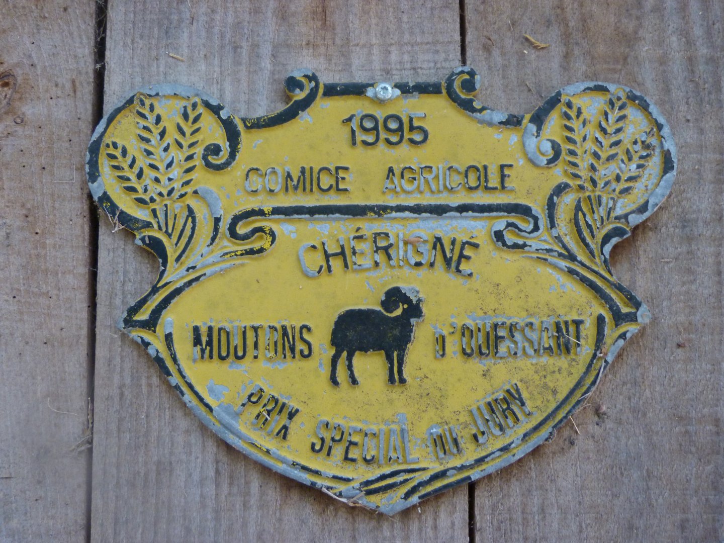 Agricultural show prize for Ouessant sheep -Zoodyssée (2025)