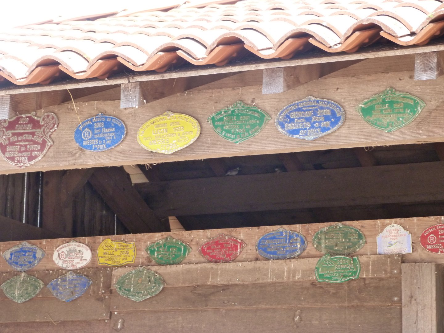 Agricultural show prizes for Poitou donkey -Zoodyssée (2025)