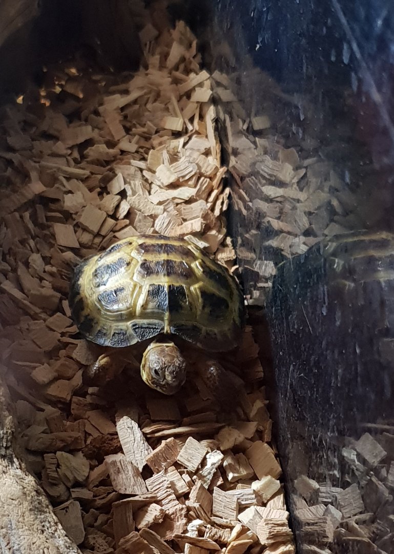 Agrionemys horsfieldii