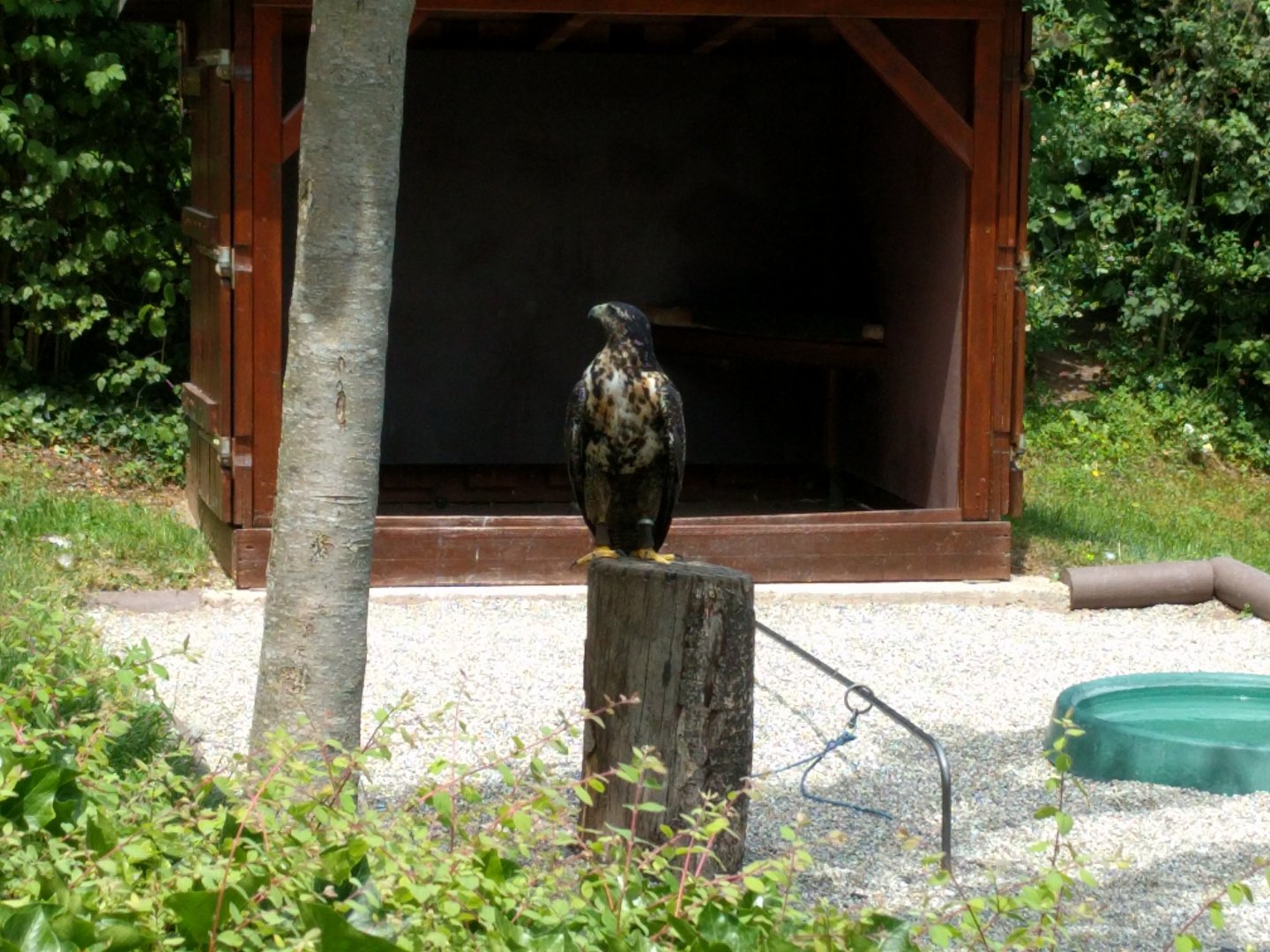 Aguja/ Black chested Buzzard eagle