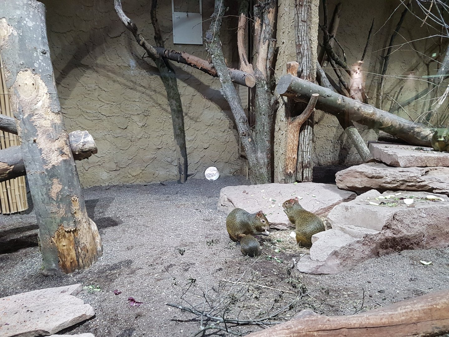 Aguti in Bat Cave House