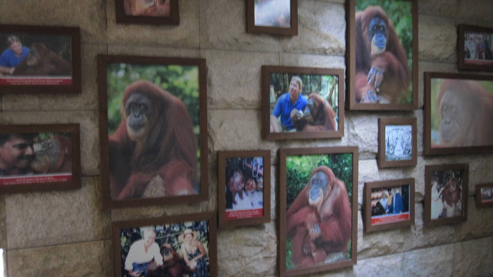 Ah Meng the Orang Utan's Photo Wall
