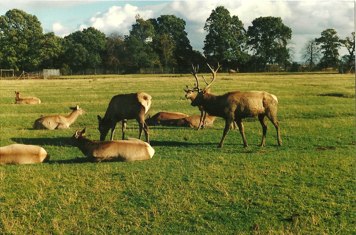 Ah, the Wapiti herd 26th October 1996