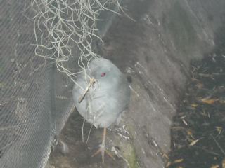 AHA!  You didn't fool me this time, Kagu!