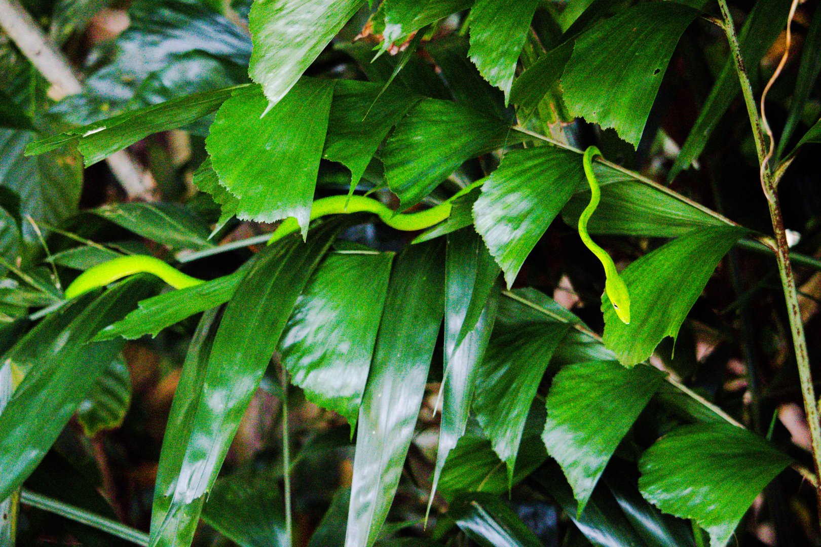 Ahaetulla prasina / 'Oriental Whipsnake'