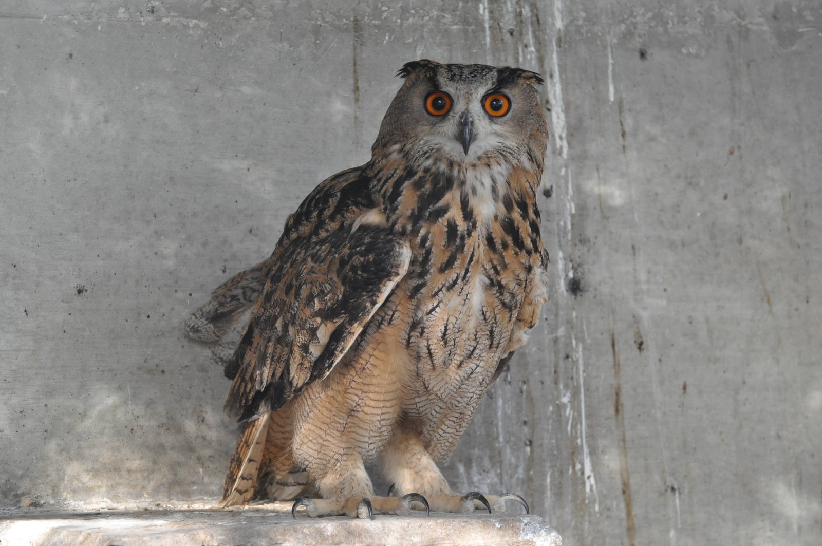 Aharoni`s eagle owl/ Bubo bubo interpositus