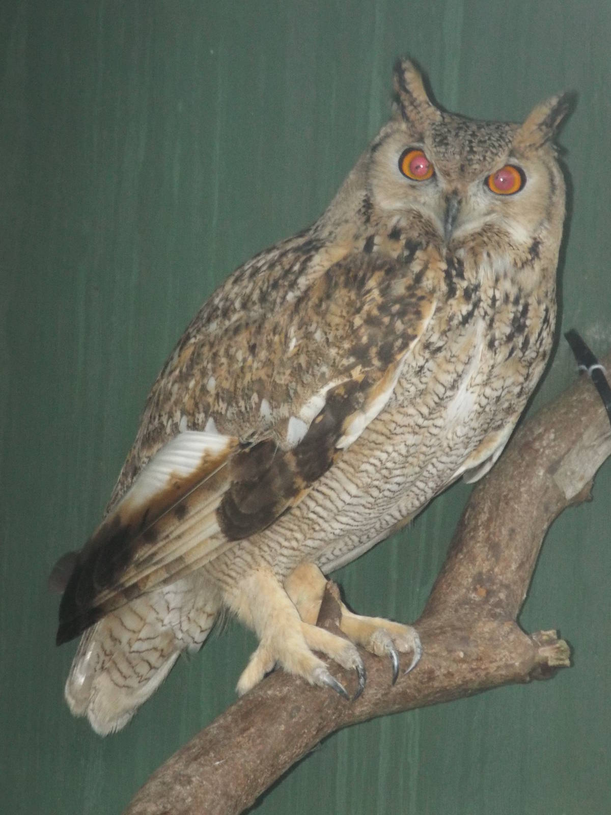Aharoni's Eagle-owl (Bubo bubo interpositus) at Scottish Owl Centre - May 6
