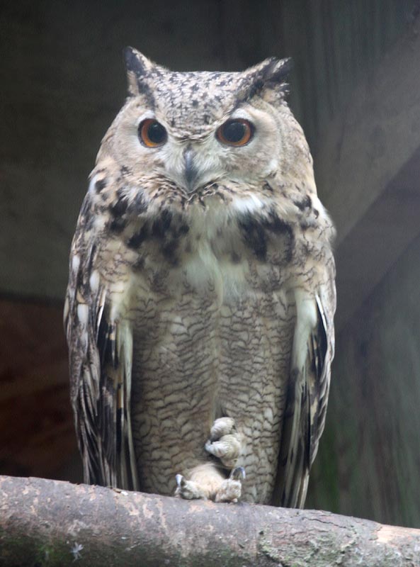 Aharoni's owl