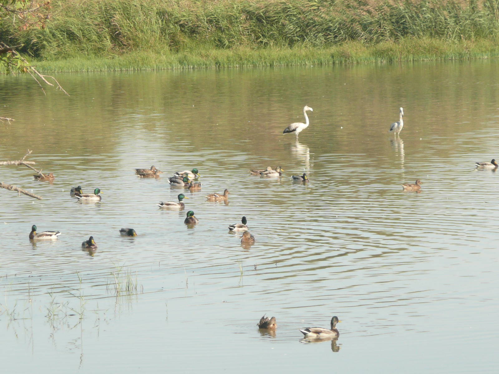 Aiguamolls de l'Emporda Natural Park