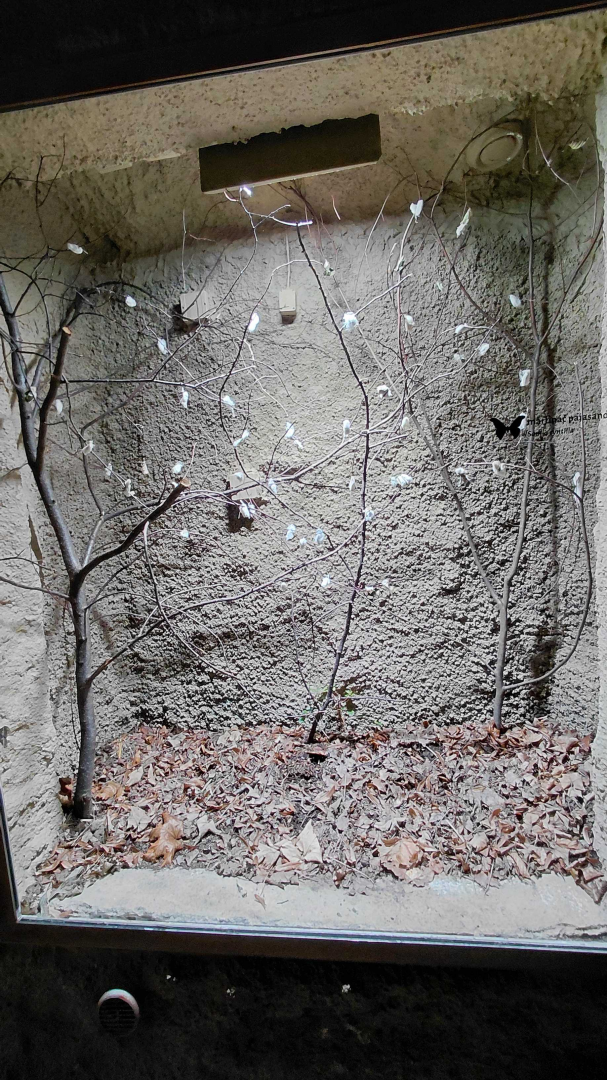 Ailanthus silkmoth exhibit