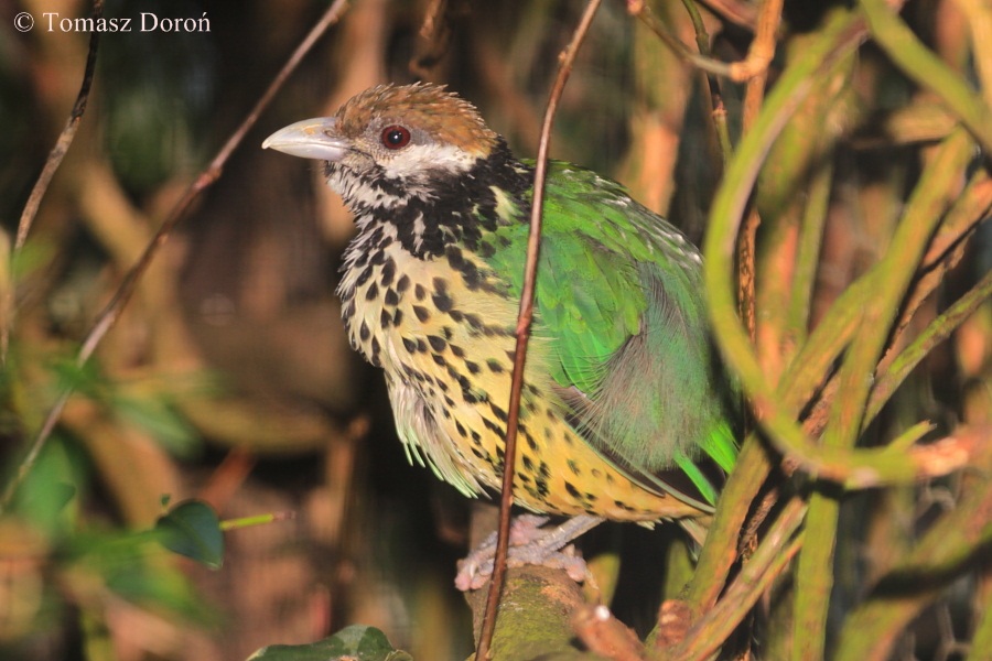 Ailuroedus buccoides.