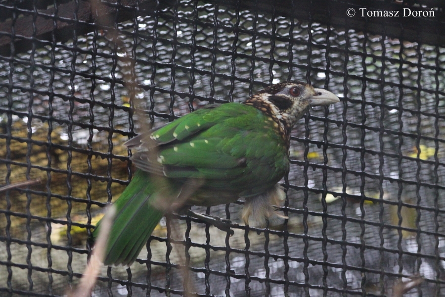 Ailuroedus melanotis.