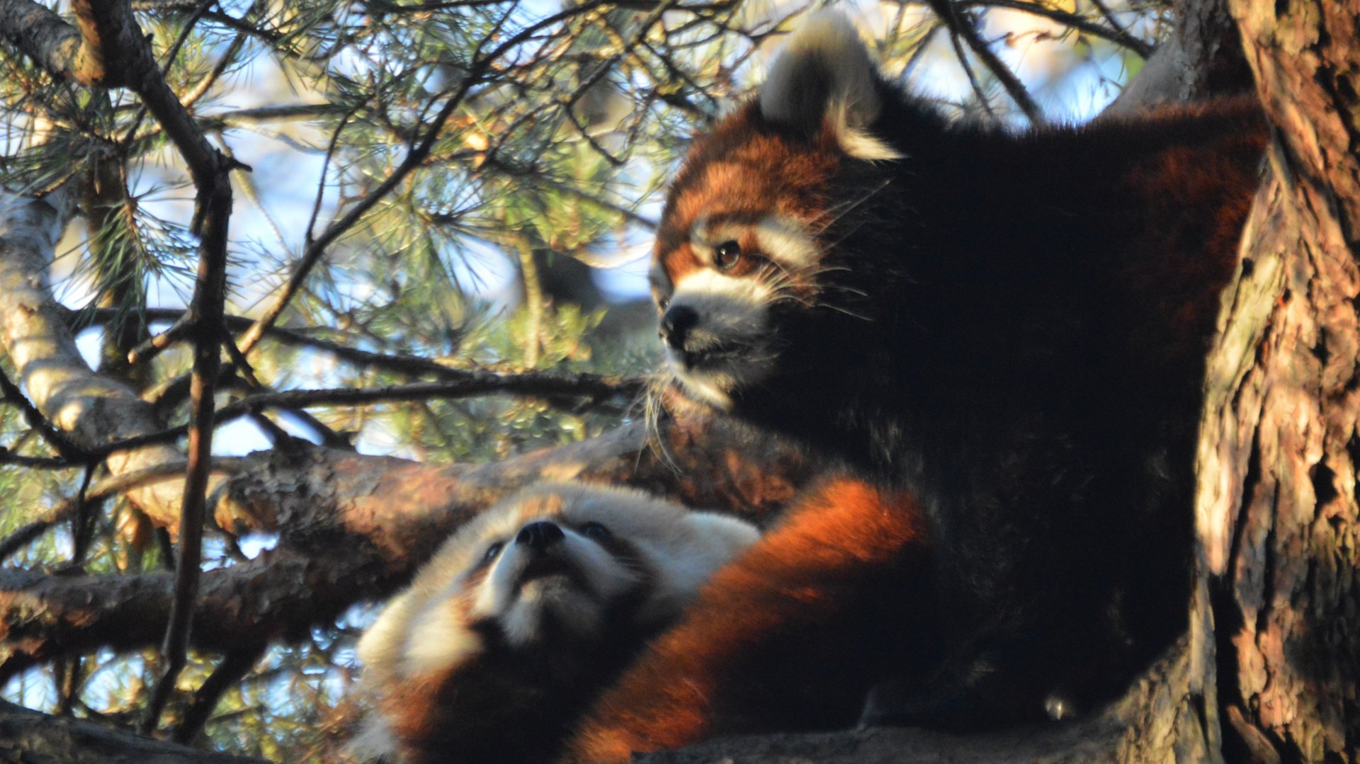 Ailurus fulgens cubs