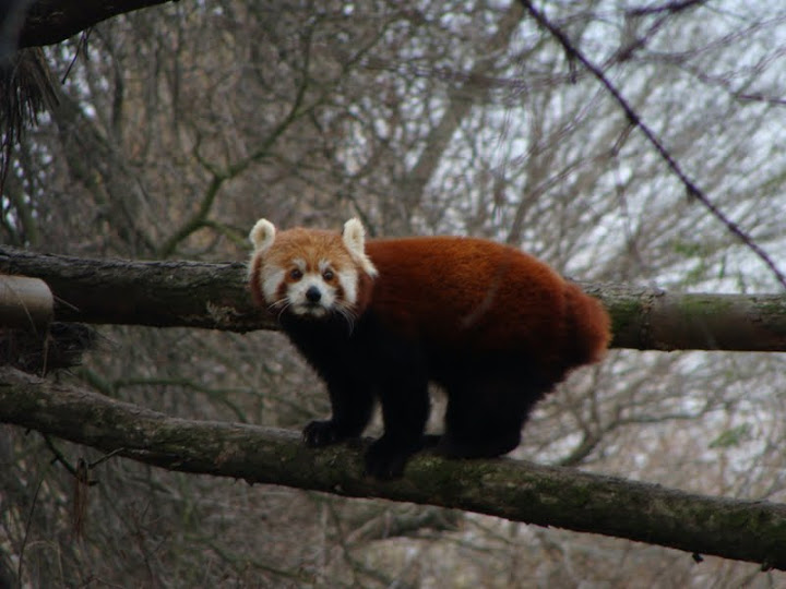 Ailurus fulgens fulgens