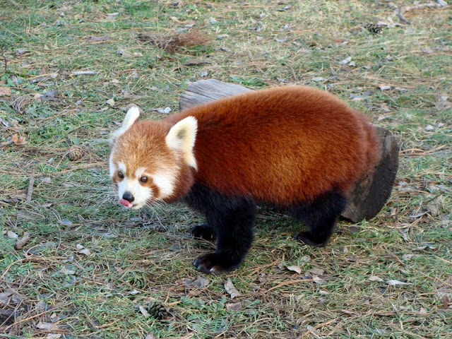 Ailurus fulgens fulgens