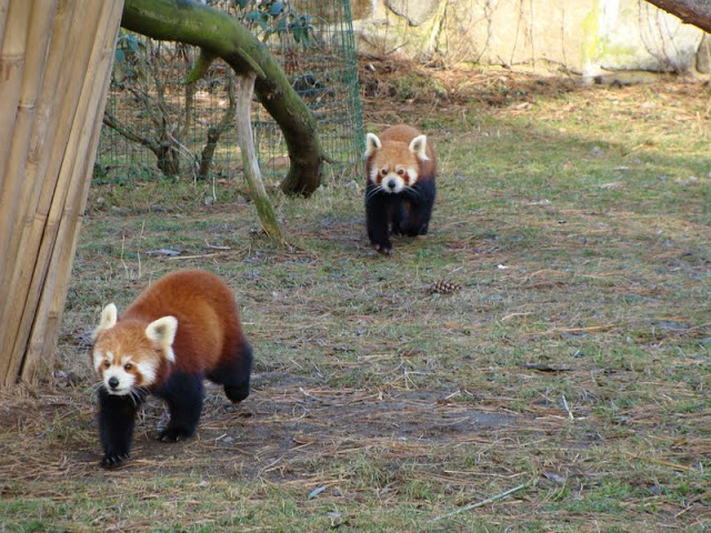 Ailurus fulgens fulgens