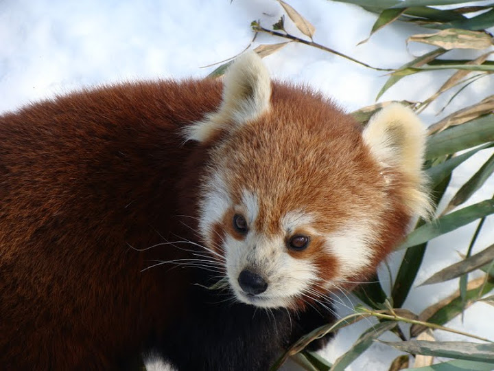Ailurus fulgens fulgens